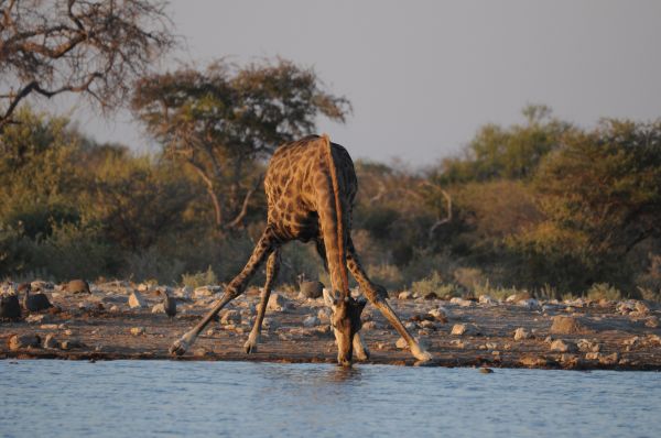 Girafe Giraffe Giraffe camelopardalis